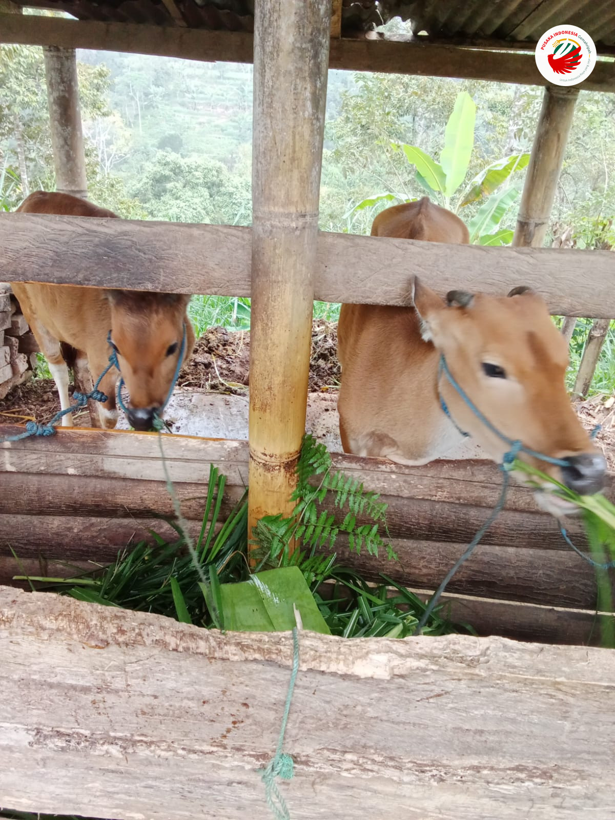 Ternak sapi di Kebun Surgawi (KS) 35 Bali